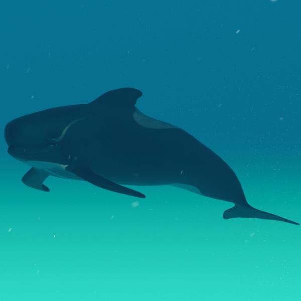 Whale 3D Model - دانلود مدل سه بعدی وال - آبجکت سه بعدی وال - دانلود مدل سه بعدی fbx - دانلود مدل سه بعدی obj -Whale 3d model - Whale object - download Whale 3d model - 